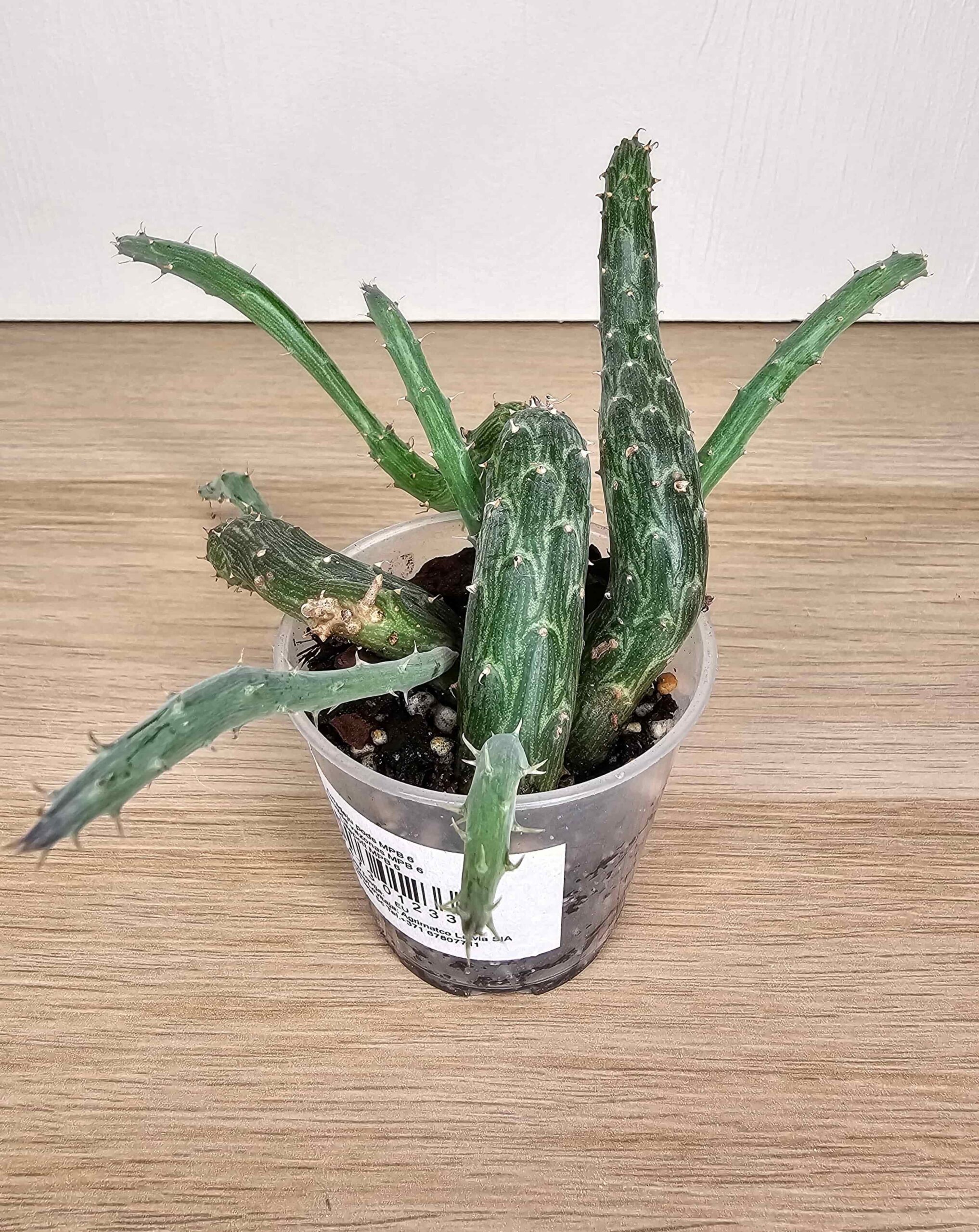 Plantinum-Senecio-Pendulus-kaktus-suur-1