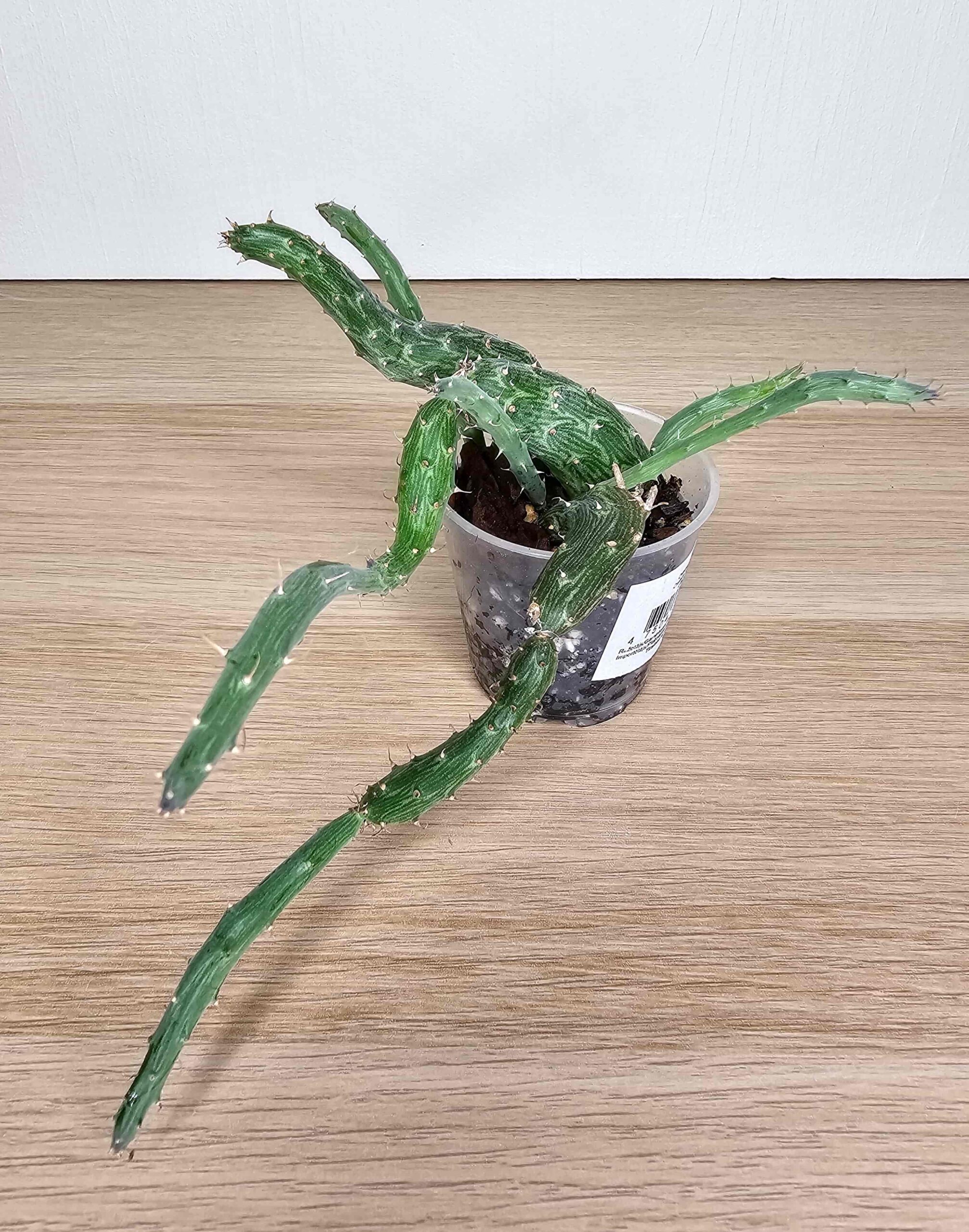 Plantinum-Senecio-Pendulus-kaktus-suur-3