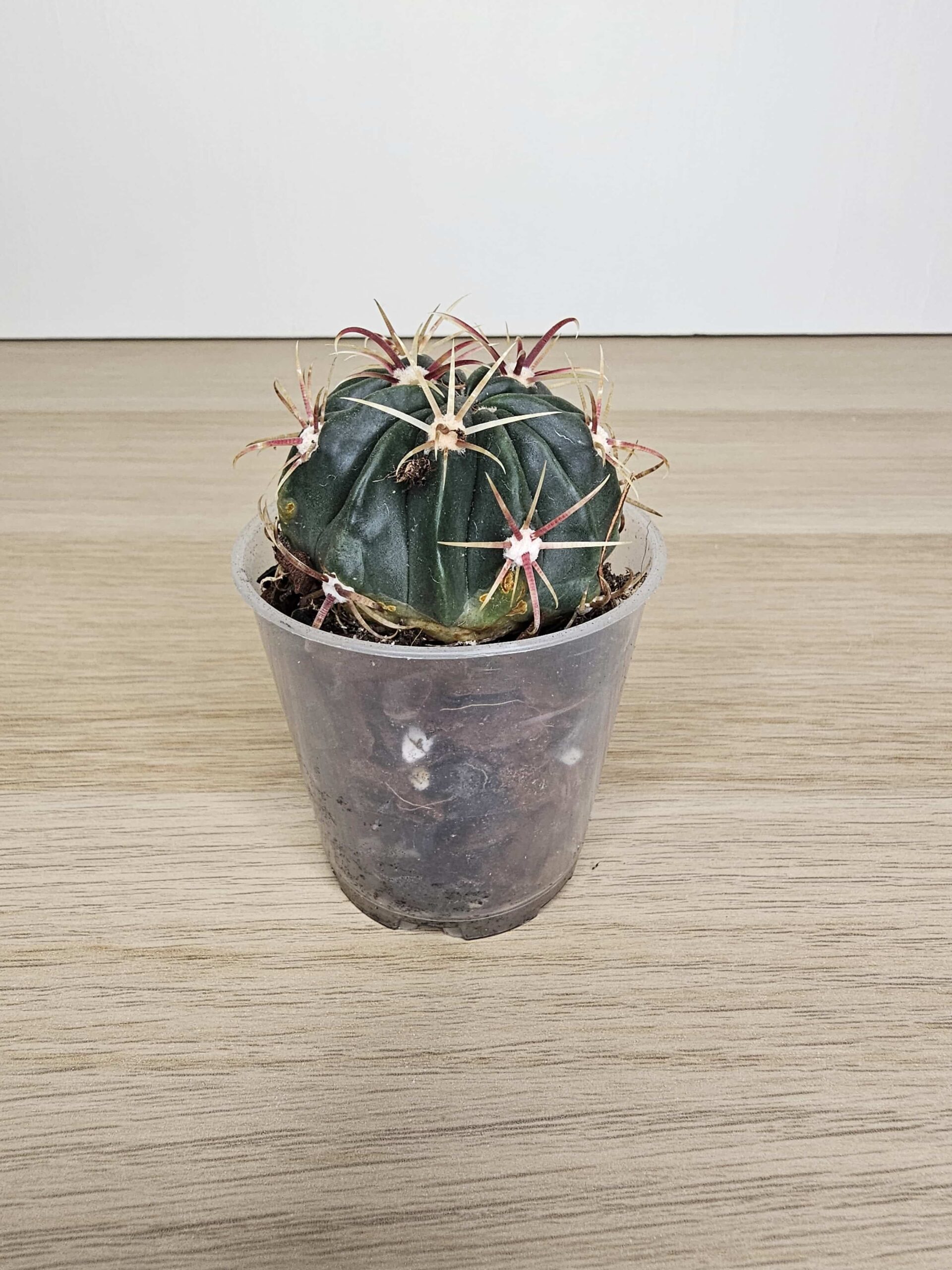 Plantinum-ferocactus-latispinus-kaktus-1