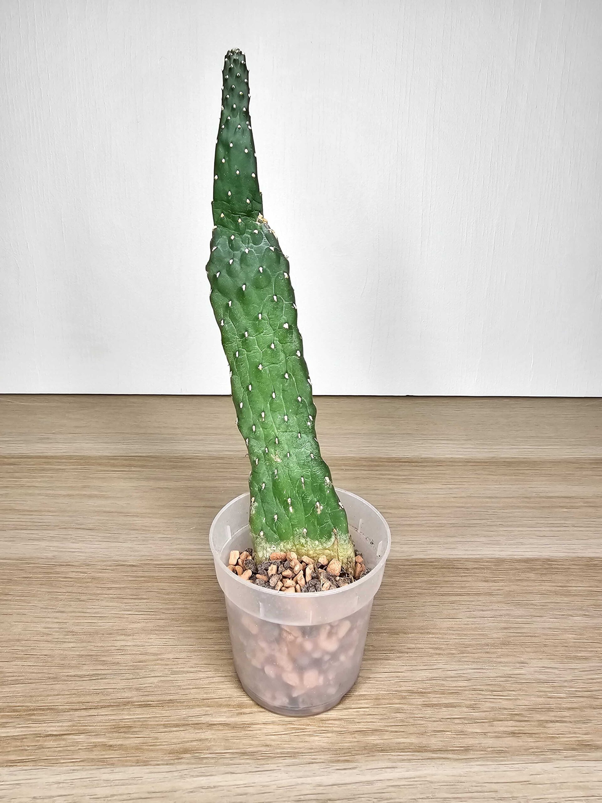 Plantinum-opuntia-vulgaris-kaktus-1