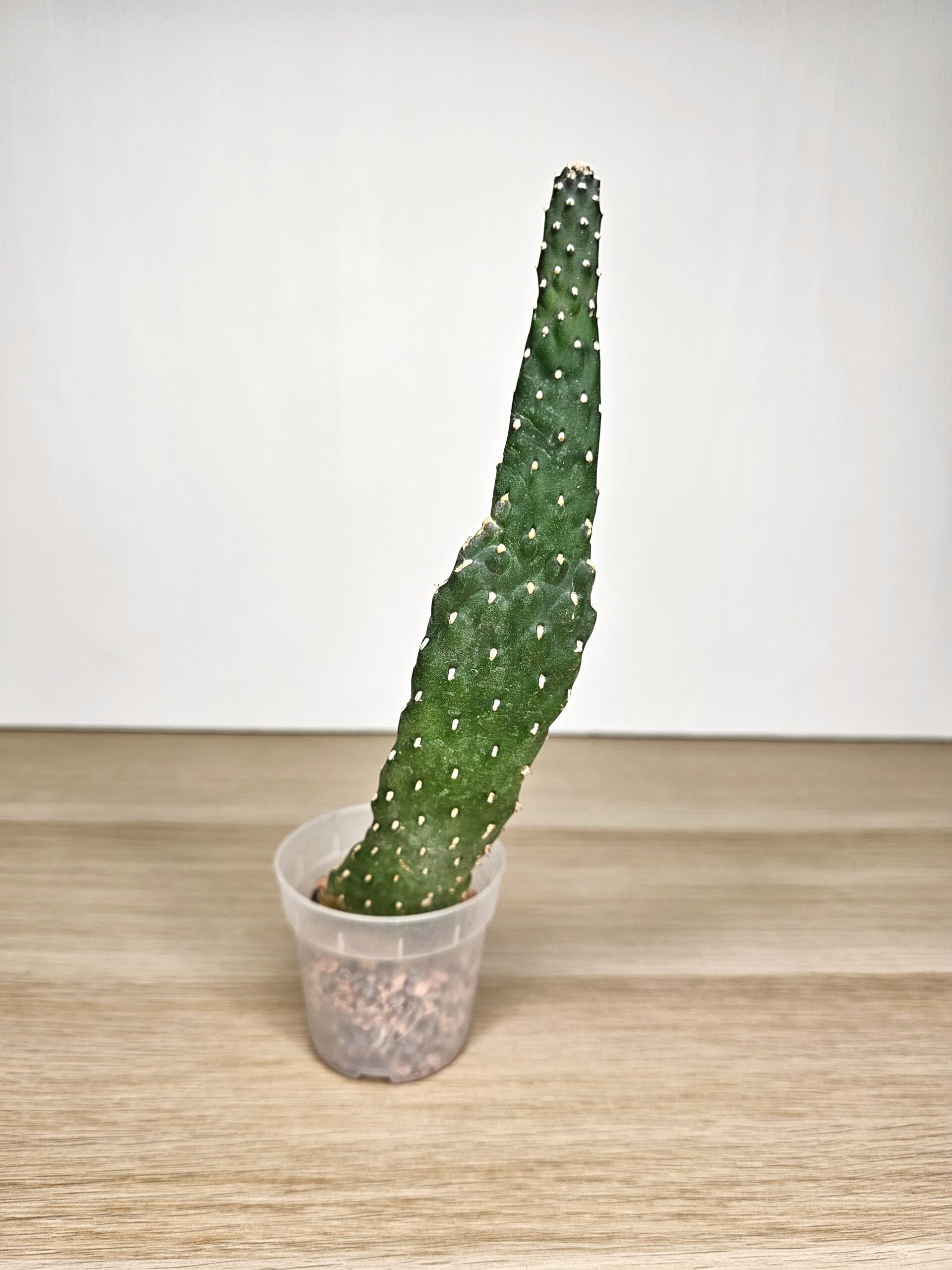 Plantinum-opuntia-vulgaris-kaktus-2