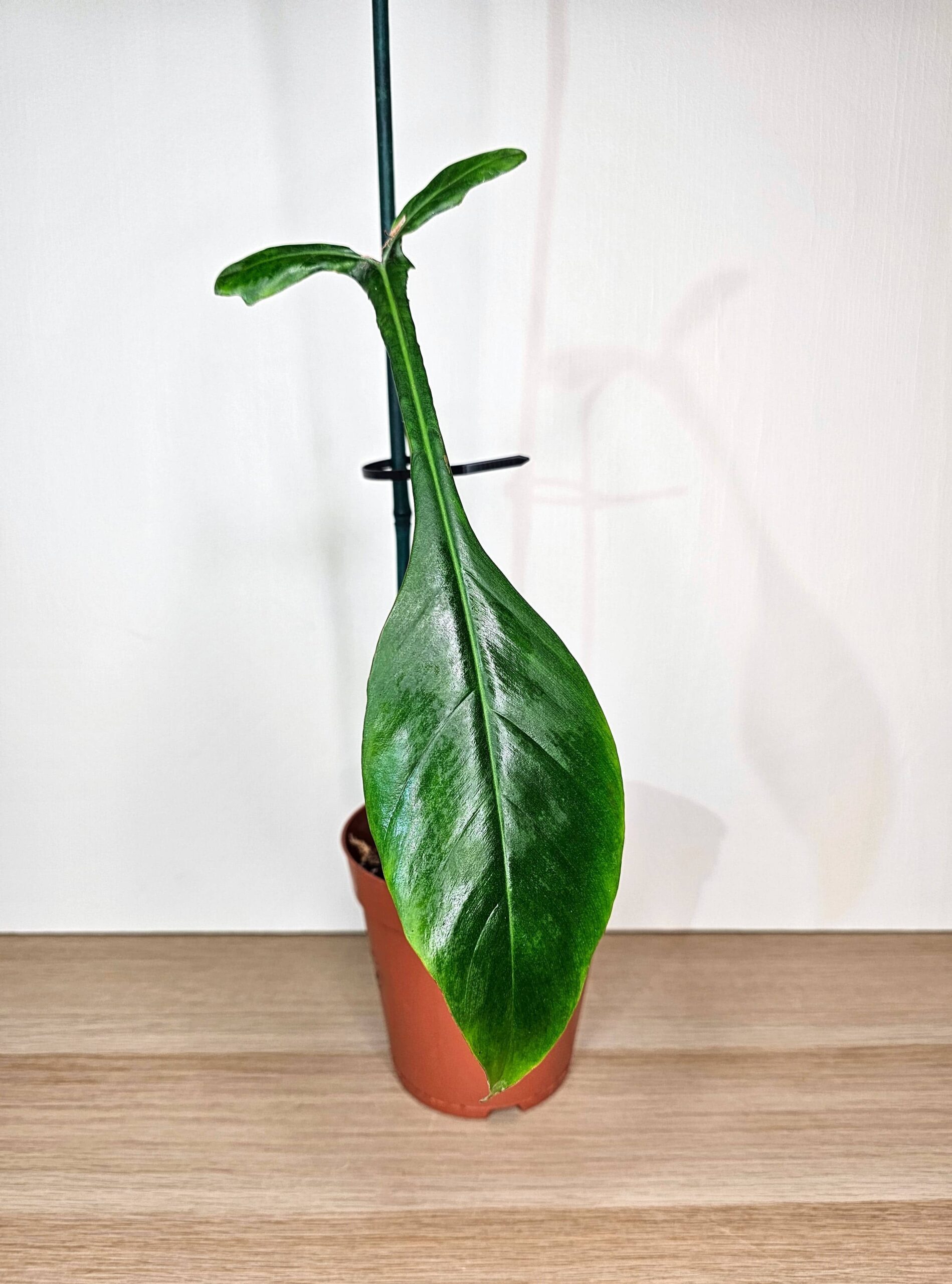 Plantinum-philodendron-joepii-väike-1