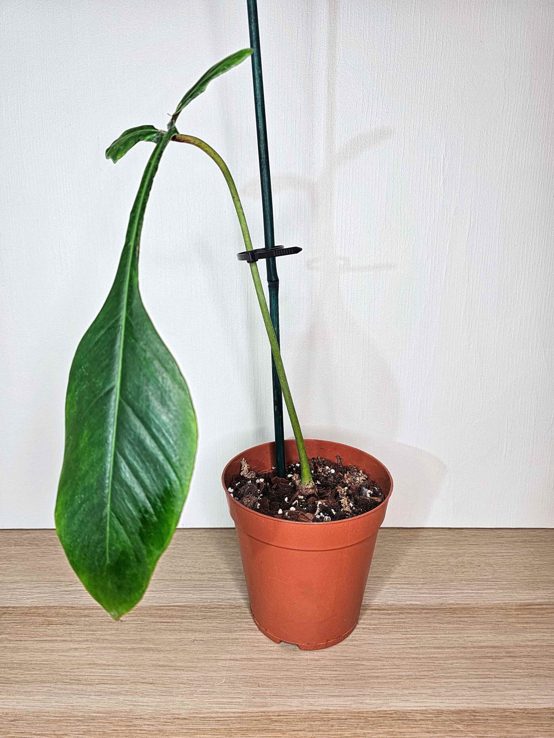 Plantinum-philodendron-joepii-väike-2