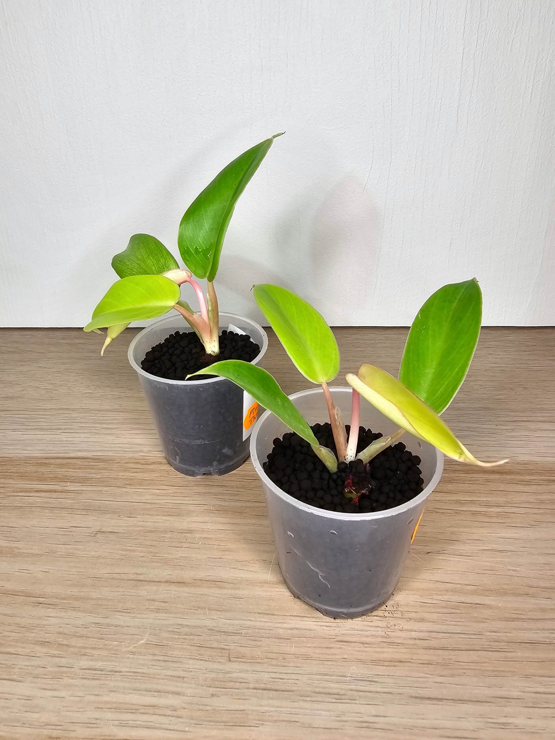 Plantinum-philodendron-ping-variegata-beebitaim