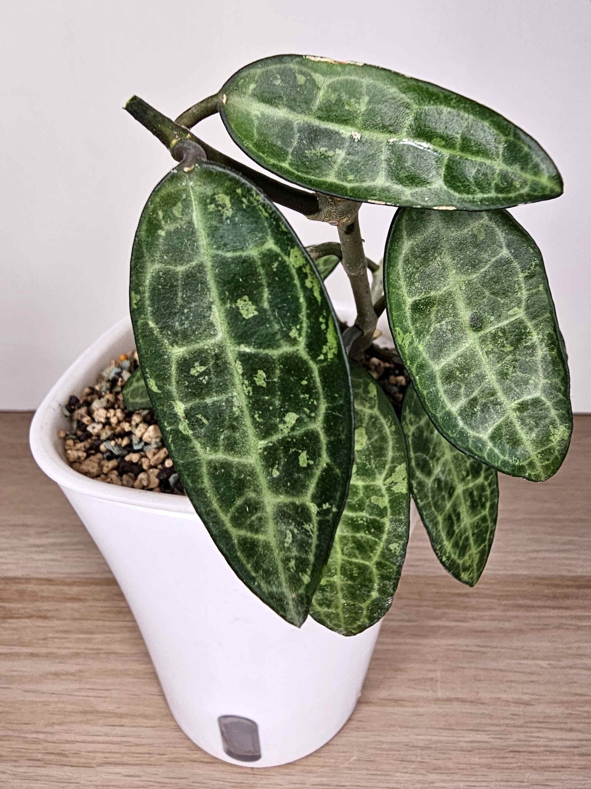 plantinum-toataim-vahalill-hoya-elliptica-5