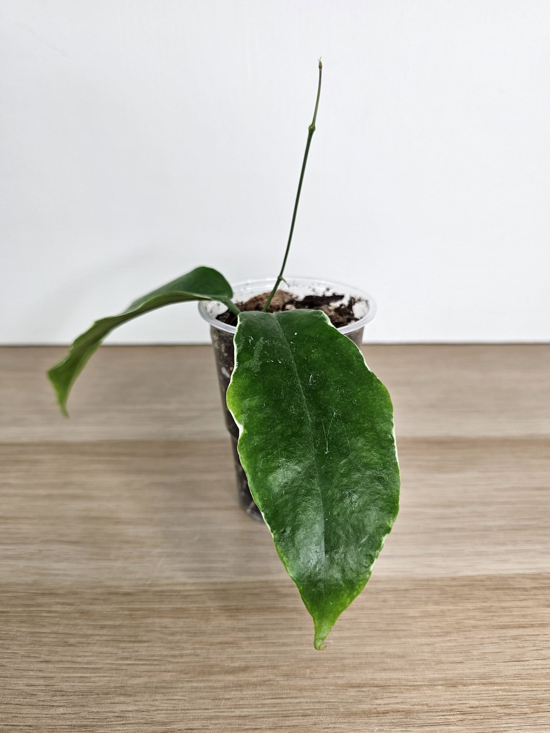 plantinum-toataim-vahalill-hoya-kenejiana-albomarginata-4