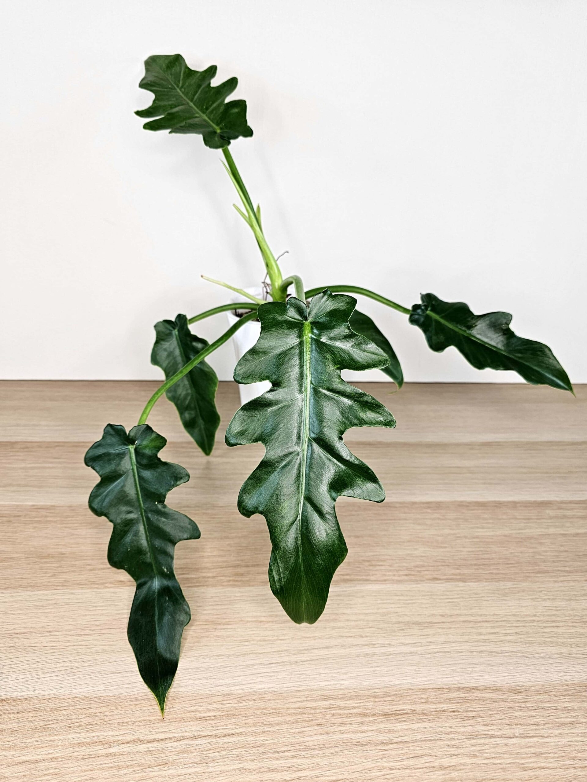 Plantinum-toataimed-philodendron-bob-cee-variegata-1
