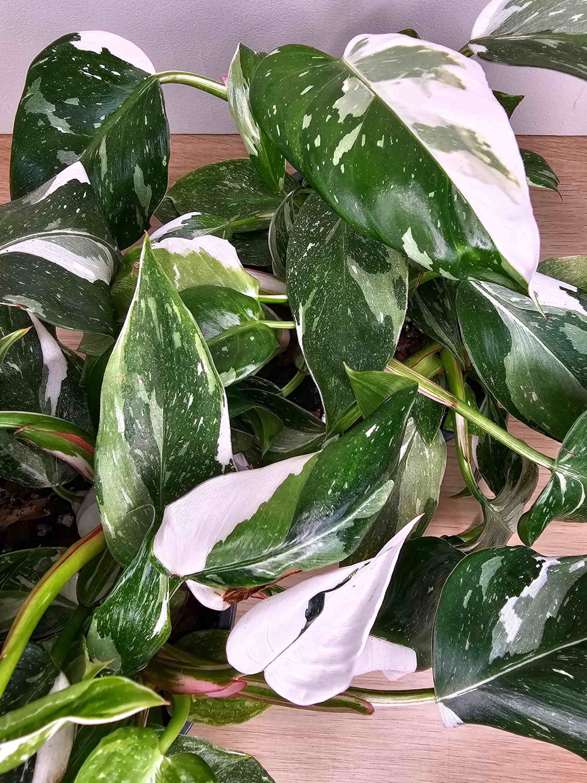 Philodendron White Princess suur pott | Haruldased toataimed
