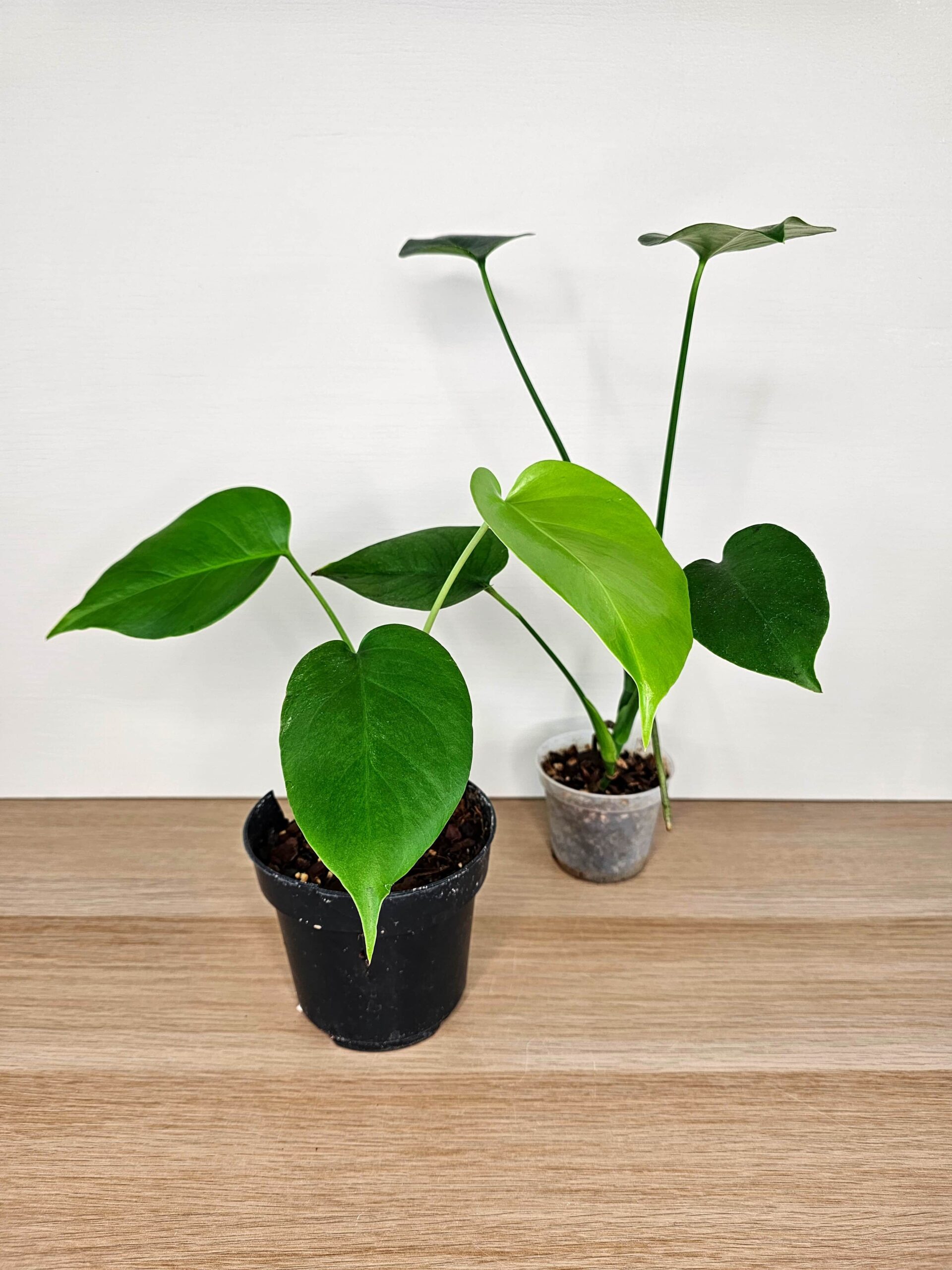 plantinum-toataimed-monstera-delicosa-1