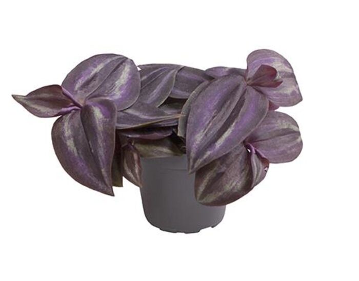 Tradescantia Zebrina 