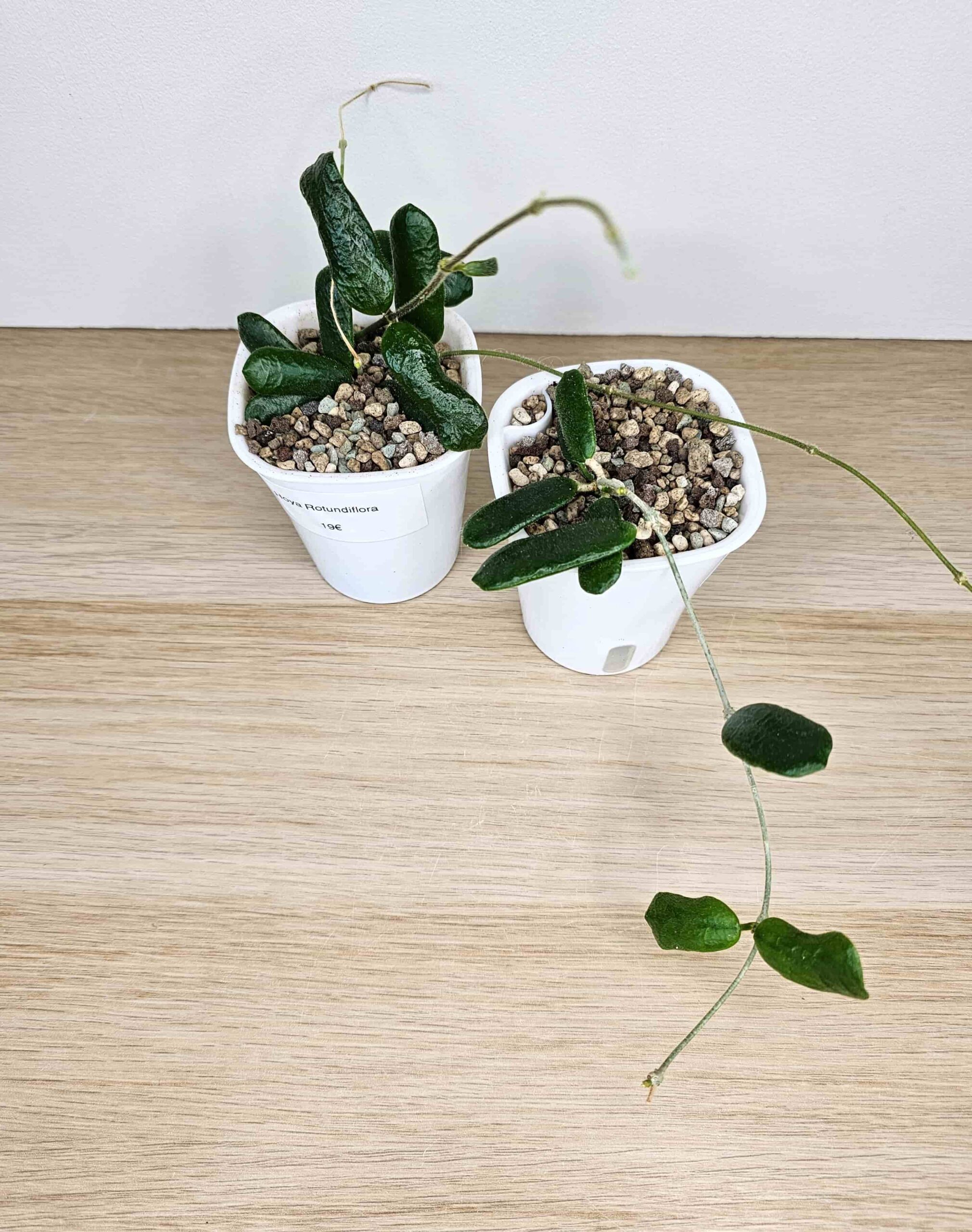 plantinum-toataimed-vahalill-hoya-rotundiflora-2