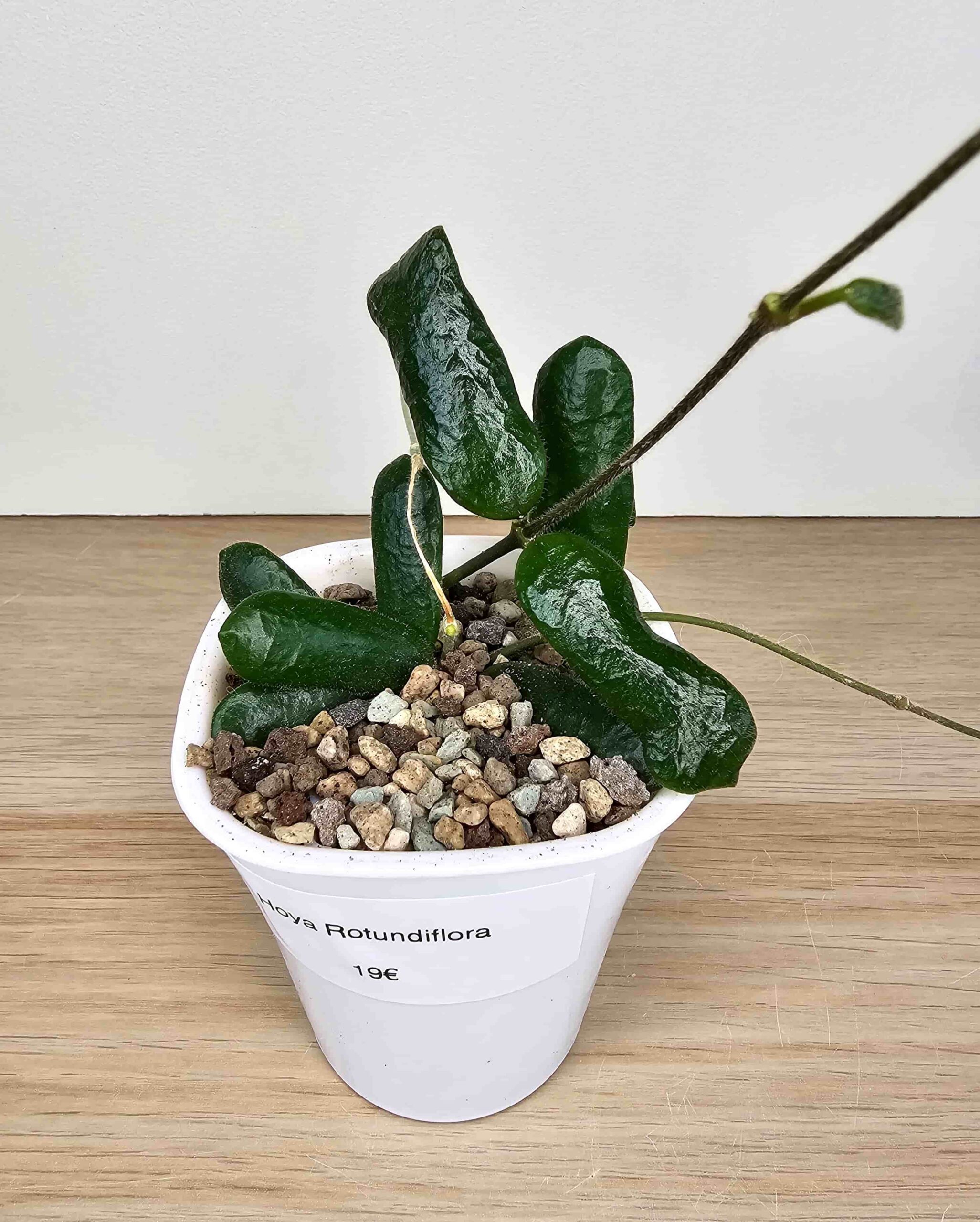 plantinum-toataimed-vahalill-hoya-rotundiflora-5